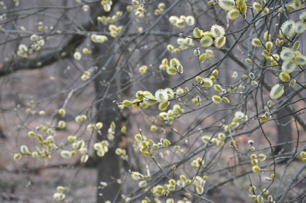 Den Wald als Ort der Ruhe und der Achtsamkeit erfahren Den Wald als Ort der Ruhe und der Achtsamkeit erfahren