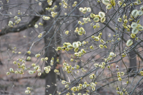 Das Bild zeigt Zweige eines Baumes mit blühenden Weidenkätzchen.