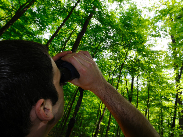Blick mit dem Fernglas in die Baumkronen