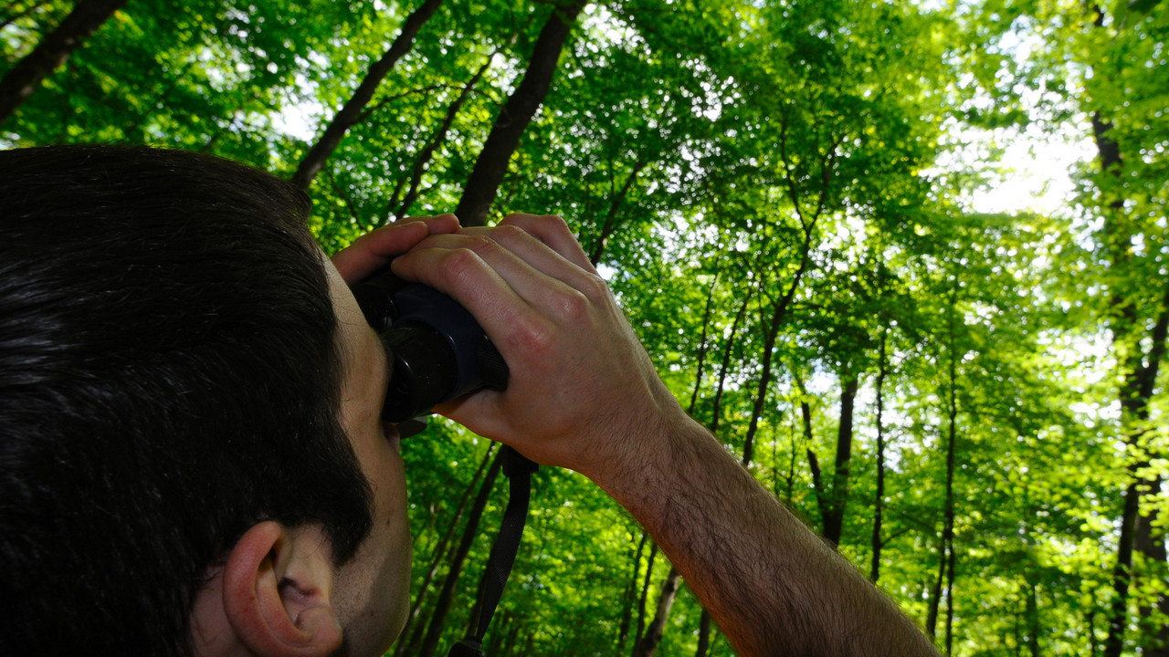 Blick mit dem Fernglas in die Baumkronen