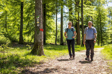 Zwei Menschen wandern durch einen sonnenbeschienen Wald