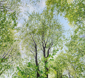 Fotorealistisches Ölgemälde mit Buchen-Baumkronen von unten