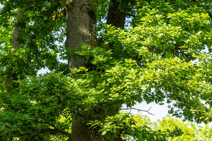 Deutsche Waldtage 2025: Gemeinsam! Für den Wald.