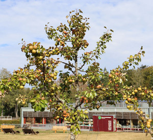Das Bild zeigt einen Apfelbaum mit Früchten auf der Streuobstwiese vorm Haus der Nachhaltigkeit.