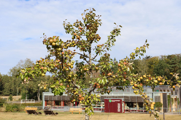 Das Bild zeigt einen Apfelbaum mit Früchten auf der Streuobstwiese vorm Haus der Nachhaltigkeit.