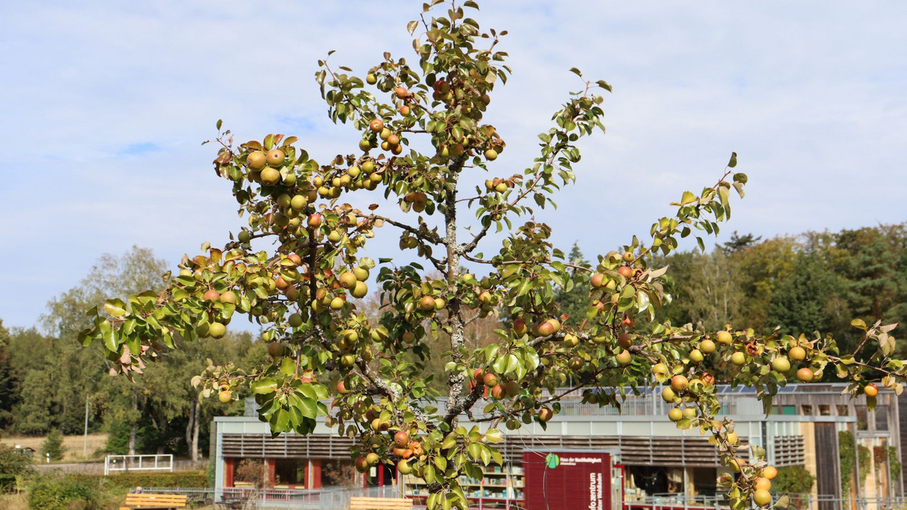 Das Bild zeigt einen Apfelbaum mit Früchten auf der Streuobstwiese vorm Haus der Nachhaltigkeit.