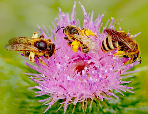 Drei Bienen auf Blüte