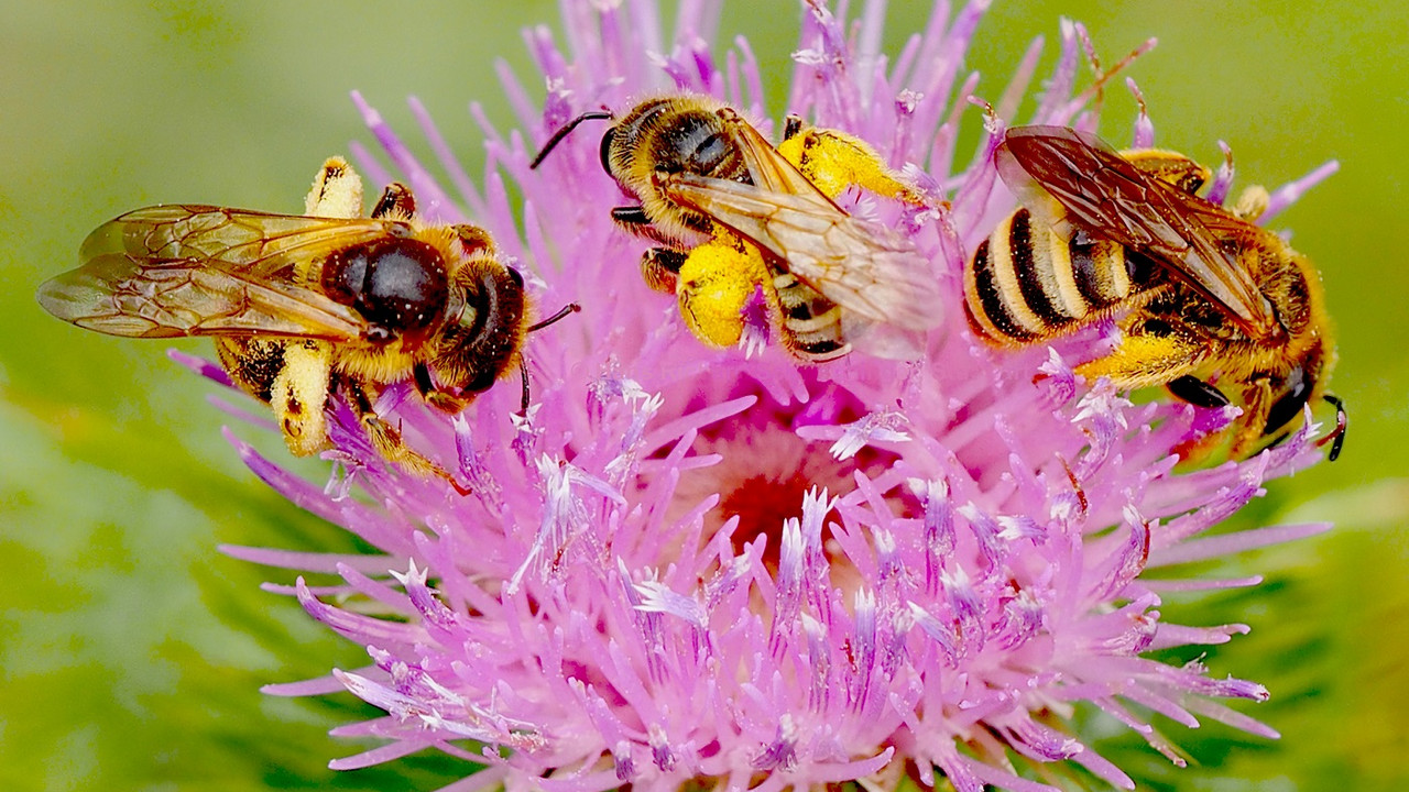 Drei Bienen auf Blüte