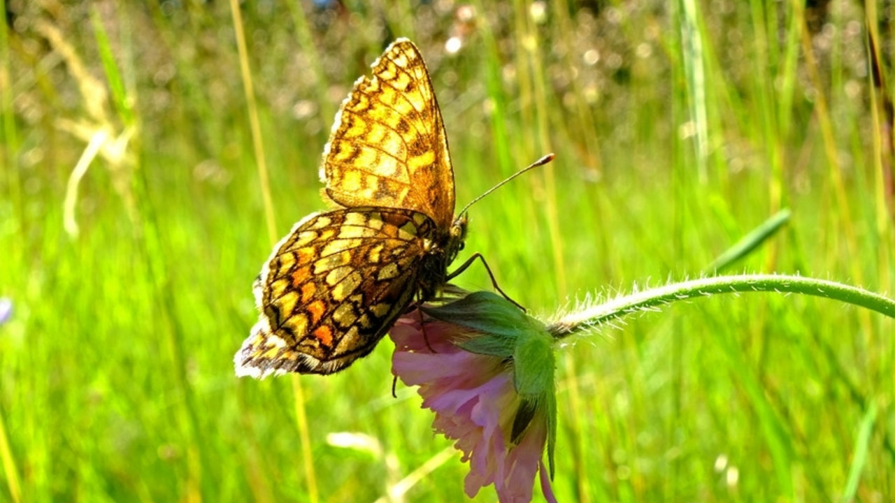 Schmetterling