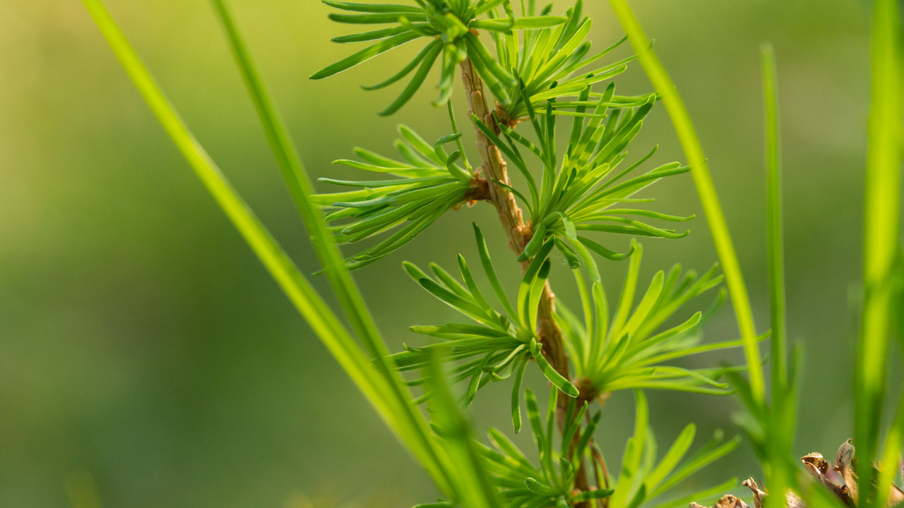 grüner kleiner Baum mit Nadeln