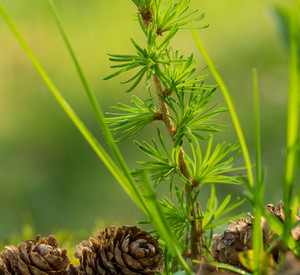 grüner kleiner Baum mit Nadeln