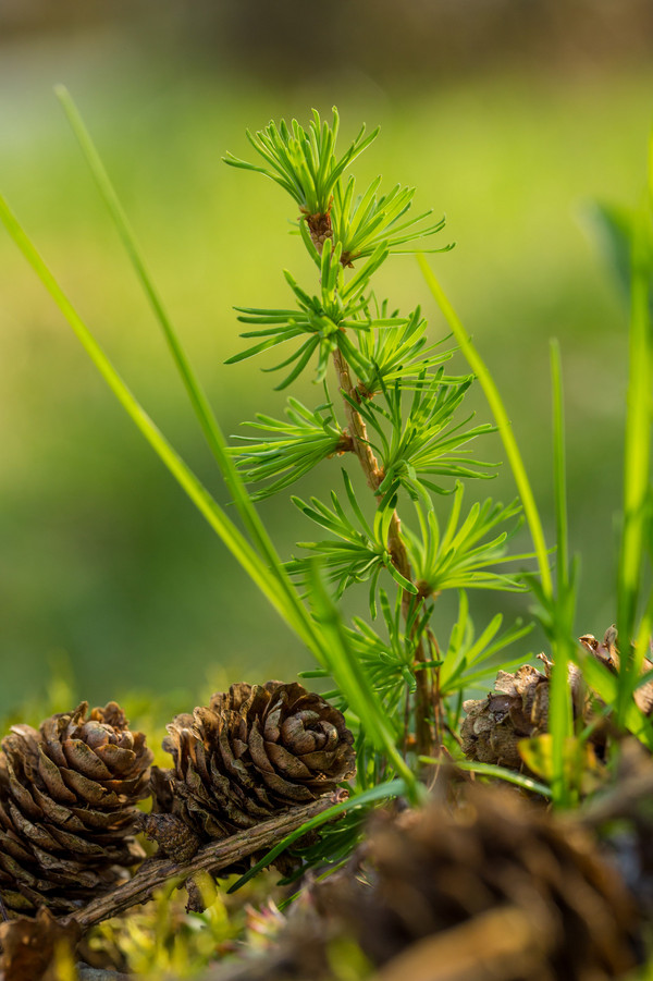 grüner kleiner Baum mit Nadeln