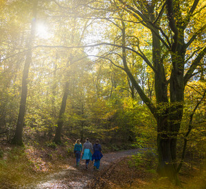 Spaziergänger im Herbstwald, die Sonne scheint durch die Bäume