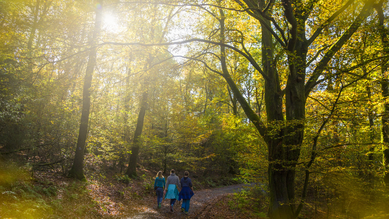 Spaziergänger im Herbstwald, die Sonne scheint durch die Bäume