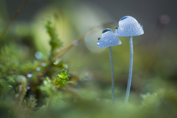 Das Bild zeigt zwei zierliche blaue Pilze, an denen noch der Morgentau hängt.