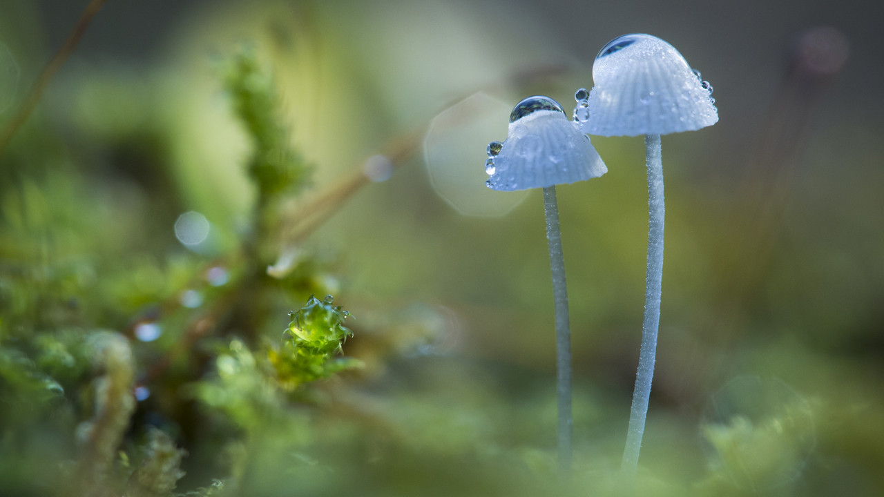 Das Bild zeigt zwei zierliche blaue Pilze, an denen noch der Morgentau hängt.