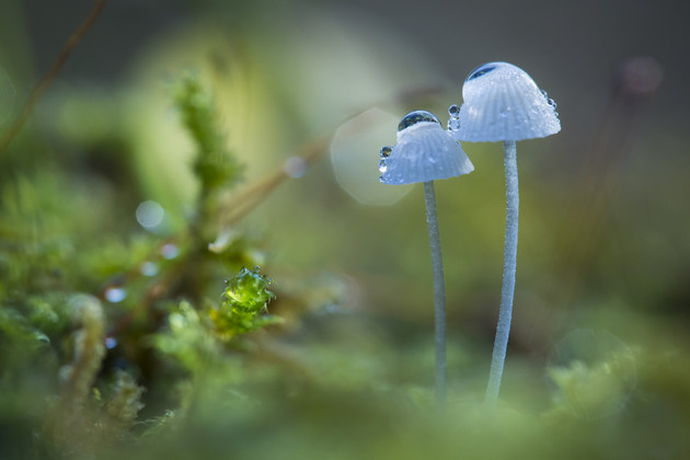 „Ab in die Pilze“ – Entdecken Sie die faszinierende Welt der Pilze im Herbst