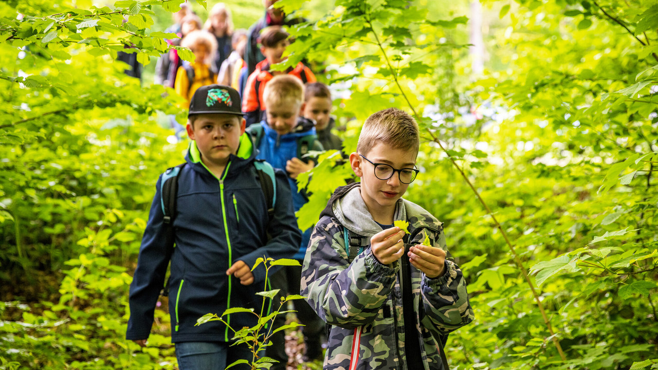 Das Bild zeigt mehrere Kinder, die den Wald erkunden.