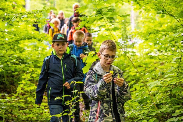 Das Bild zeigt mehrere Kinder, die den Wald erkunden.
