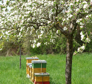 Bienenvölker unter blühendem Apfelbaum (Bild: Johannes Leschnig)