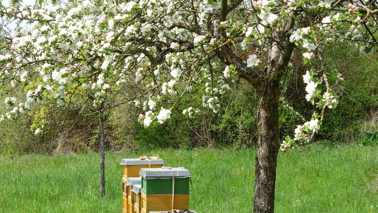 Bienenvölker unter blühendem Apfelbaum (Bild: Johannes Leschnig)