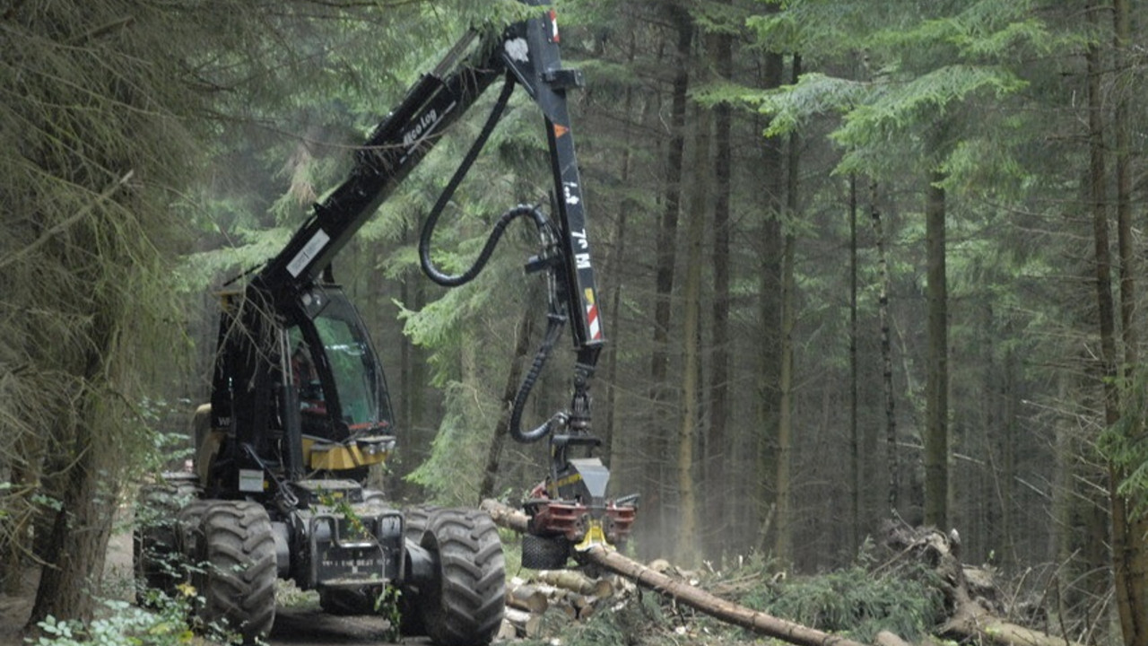 Das Bild zeigt eine große Vollernter-Maschine auf einem Waldweg im Einsatz