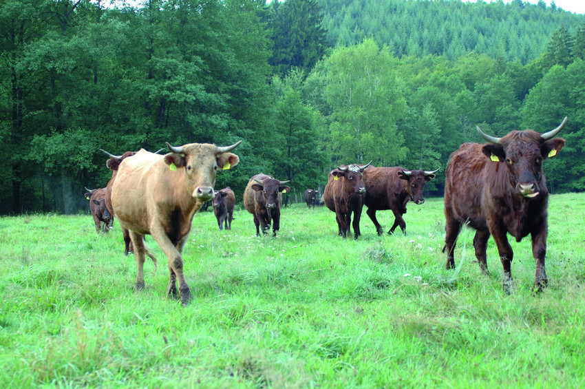Offenhaltung von Talwiesen mit Rindern