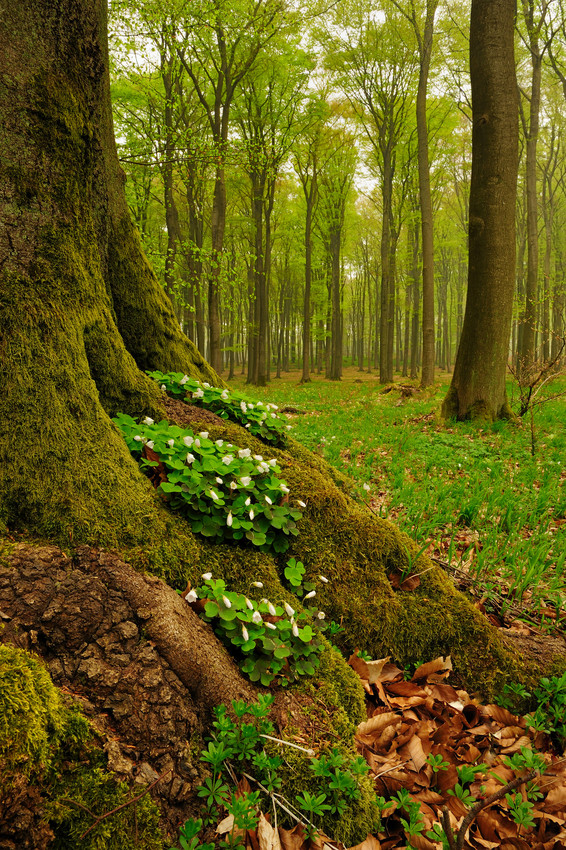 Baumwurzel mit Maiglöckchen